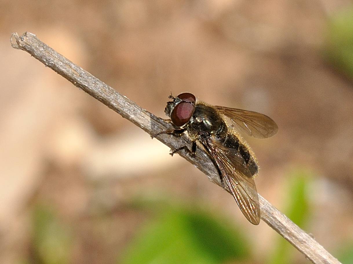 Cheilosia sp (Syrphidae)